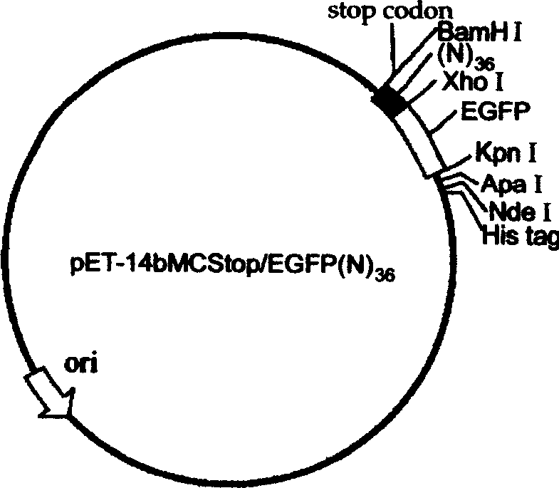 Polypeptide random library and its construction method, and method for screening polypeptide capable of penetrating cell from the library