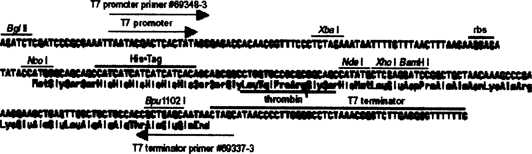 Polypeptide random library and its construction method, and method for screening polypeptide capable of penetrating cell from the library