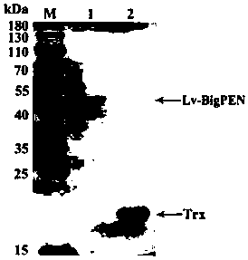 Litopenaeus vannamei antibacterial peptide gene Lv-BigPEN and recombinant protein and application thereof