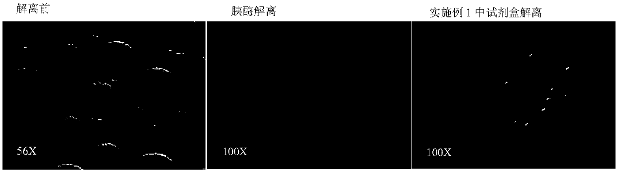 Reagent kit and method for dissociating animal embryo