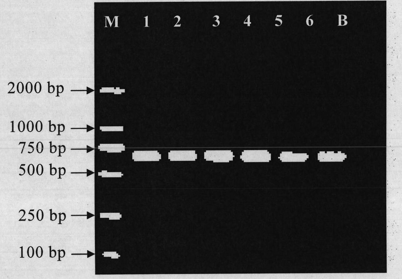 Primer, kit and method for differentiating fins of different spieces of sharks by polymerase chain reaction and restriction fragment length polymorphism analysis (PCR-RFLP)