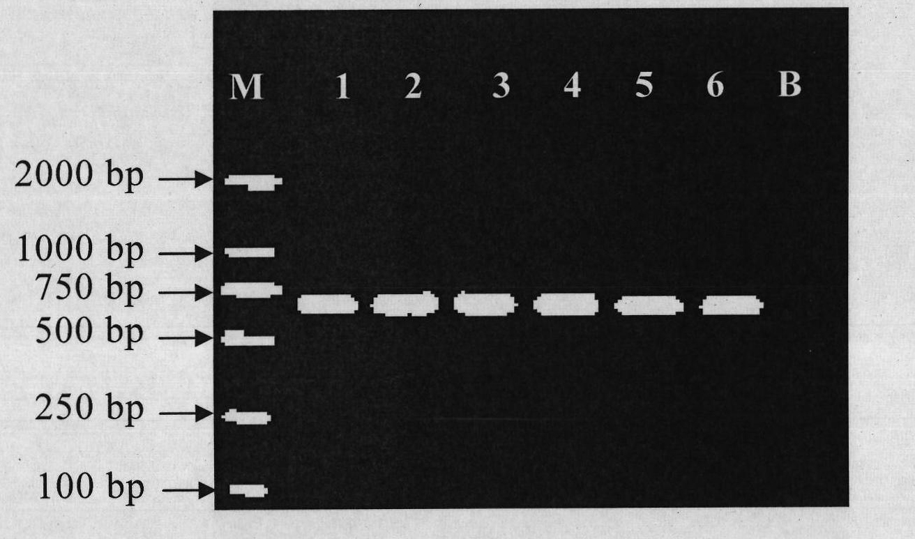 Primer, kit and method for differentiating fins of different spieces of sharks by polymerase chain reaction and restriction fragment length polymorphism analysis (PCR-RFLP)