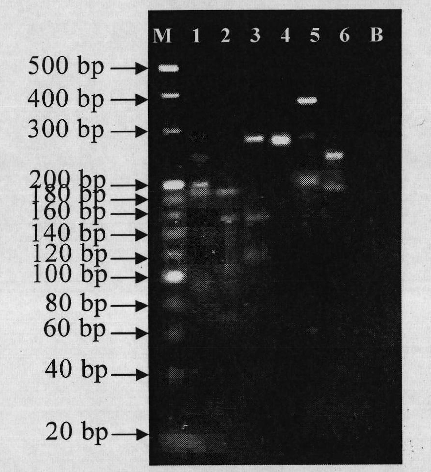 Primer, kit and method for differentiating fins of different spieces of sharks by polymerase chain reaction and restriction fragment length polymorphism analysis (PCR-RFLP)