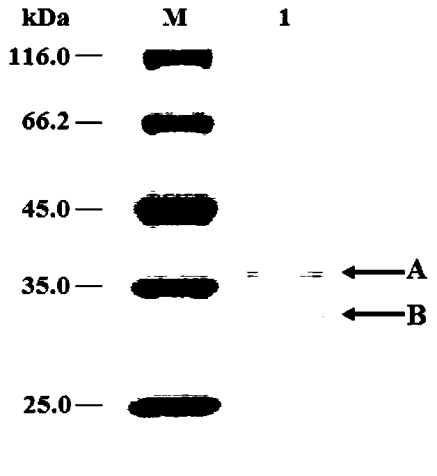 Fibrinolytic enzyme from gloydius intermedius venom and preparation method and application thereof