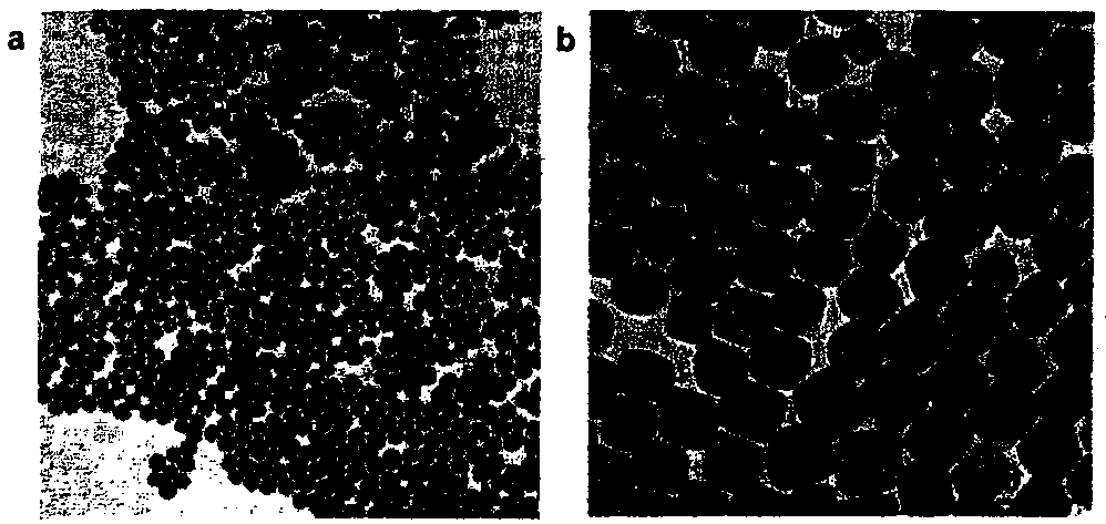 Contrast agents for t1-t2 dual-mode magnetic resonance imaging based on metal oxide nanoparticles