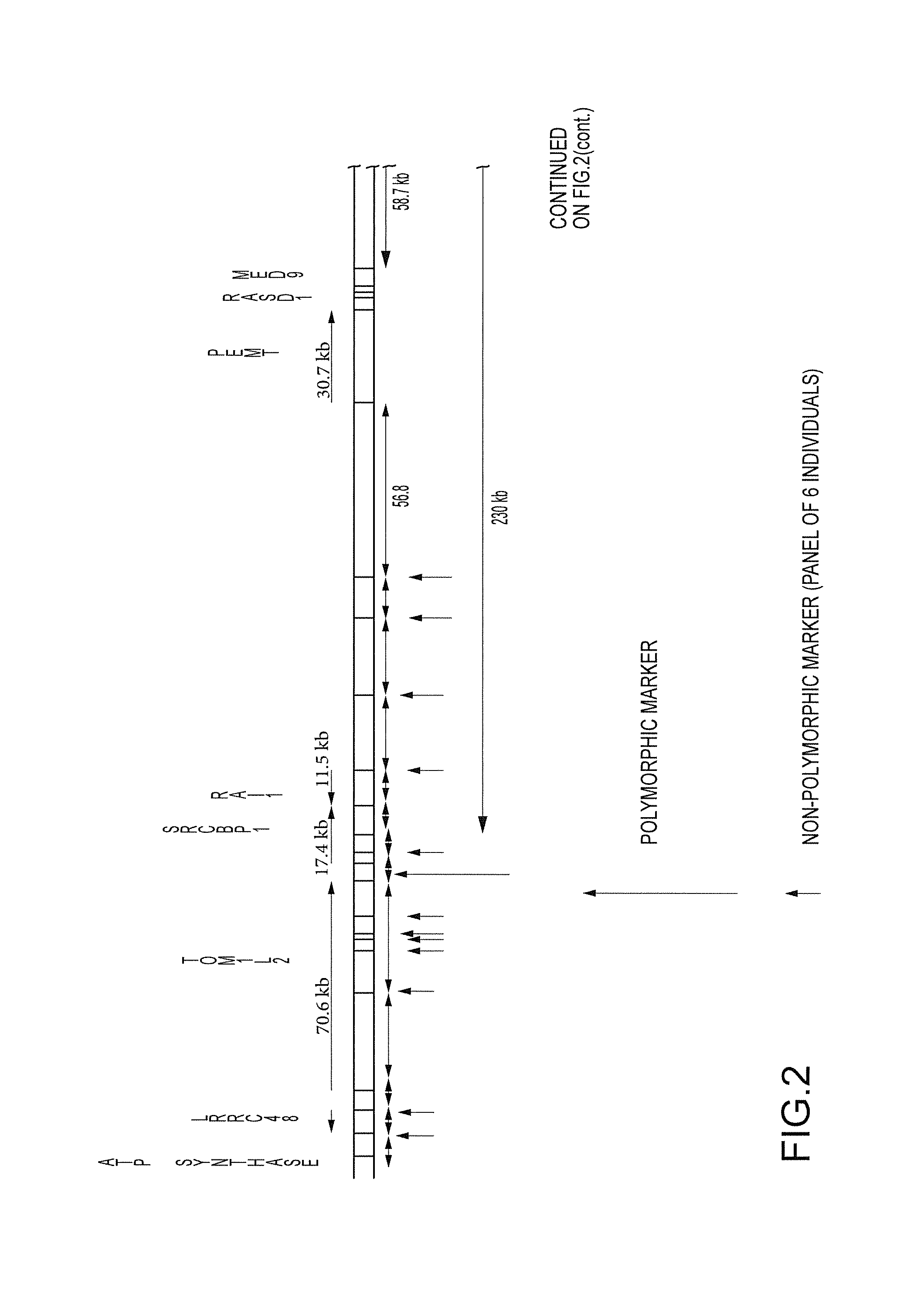 Methods of genotyping livestock