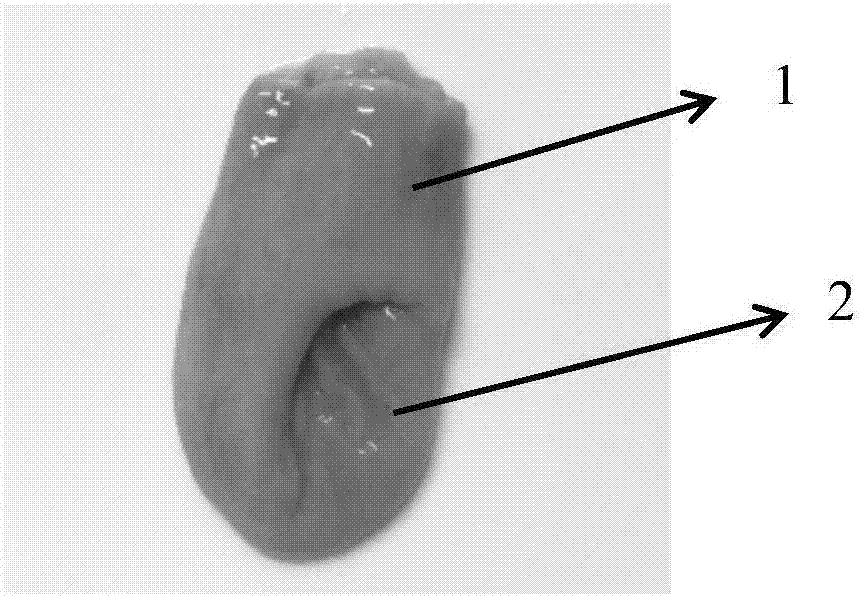 Production process of ringent fish maw