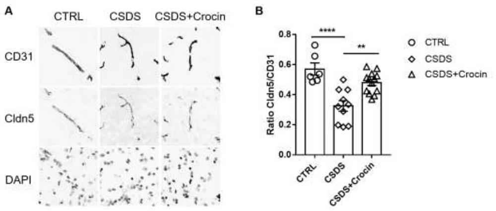 Application of crocin in preparation of medicine for repairing blood-brain barrier injury