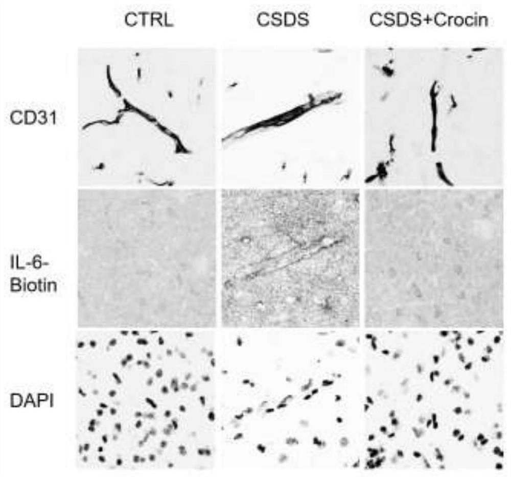 Application of crocin in preparation of medicine for repairing blood-brain barrier injury