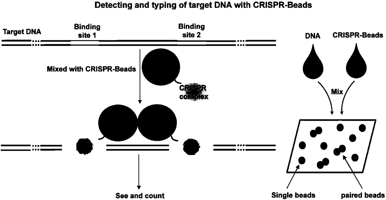 Sequence-specific nuclear acid binding protein based nucleic acid detecting and ribotyping method and application thereof