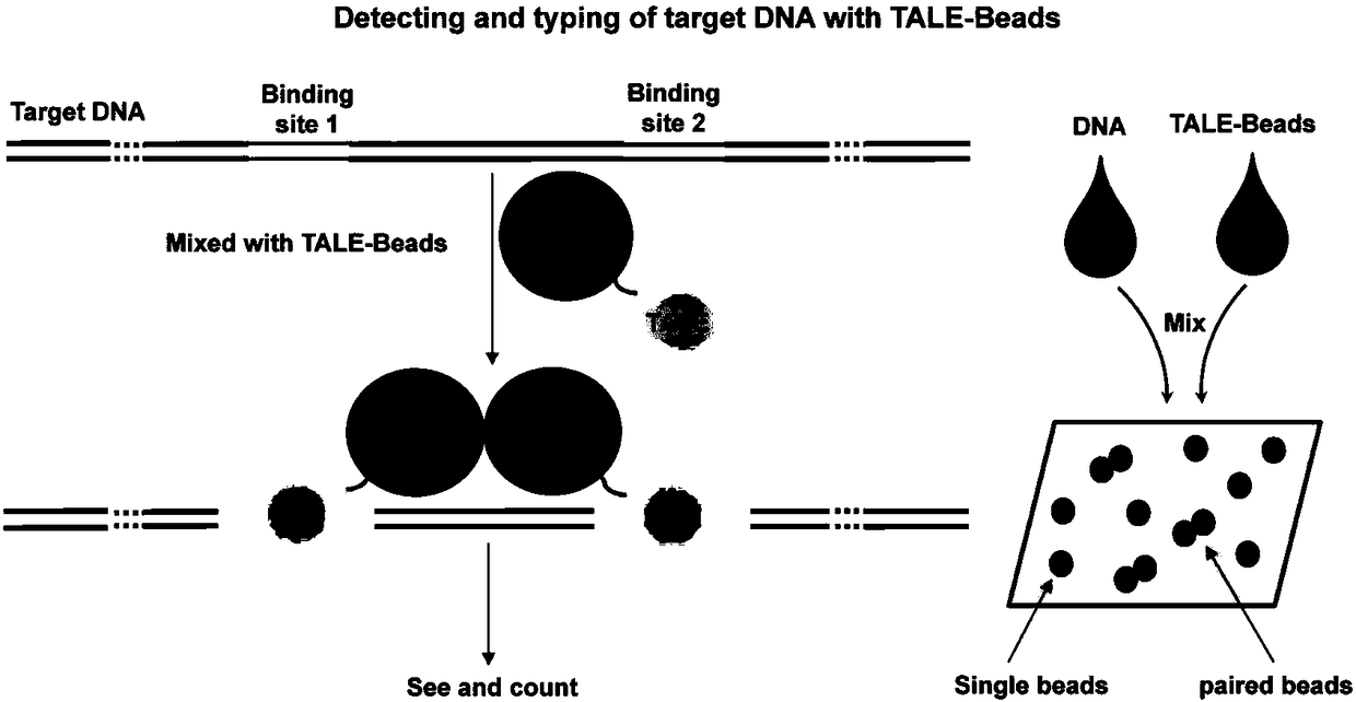 Sequence-specific nuclear acid binding protein based nucleic acid detecting and ribotyping method and application thereof