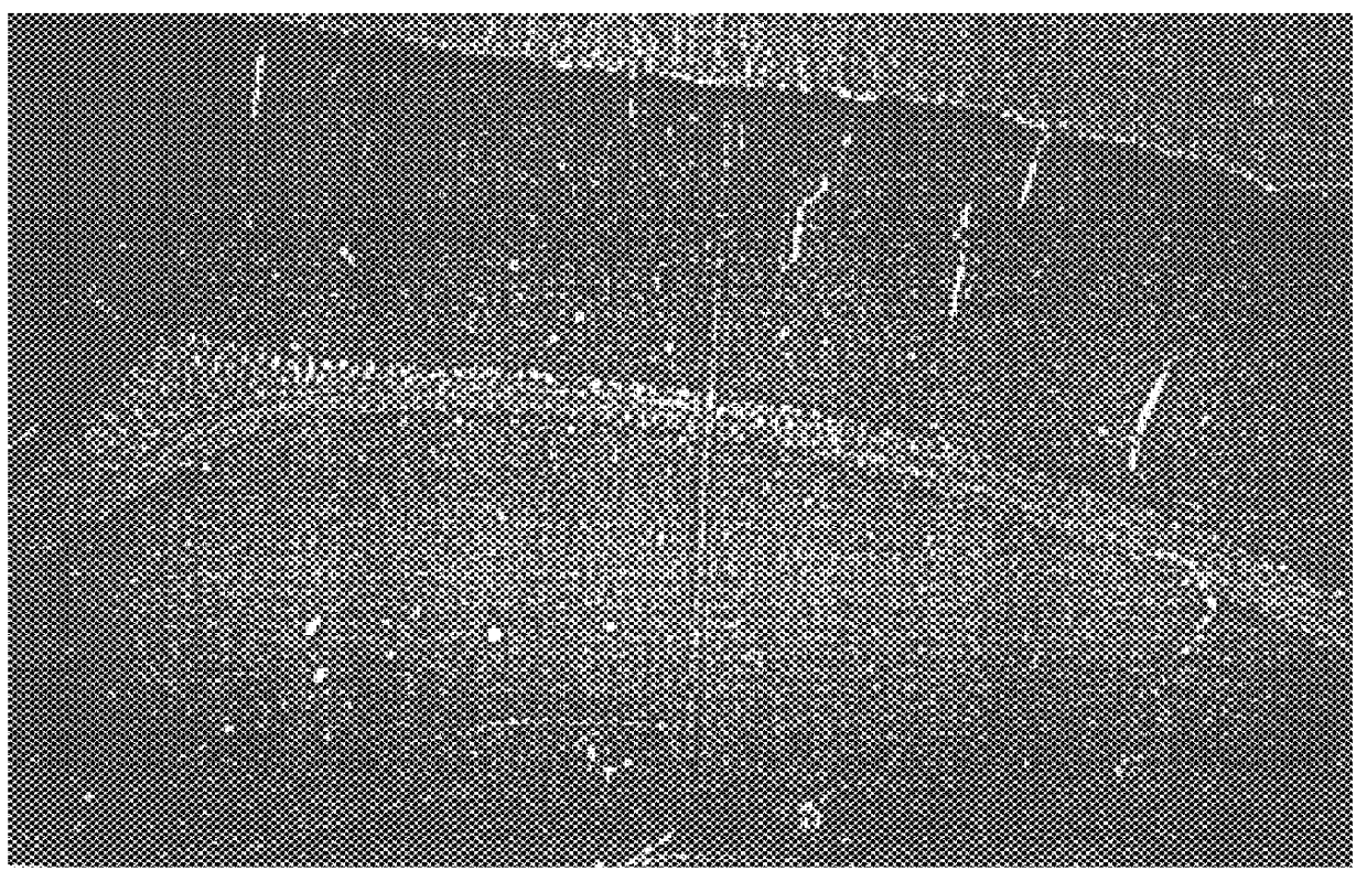 Active oxygen scavengers containing pterin derivatives