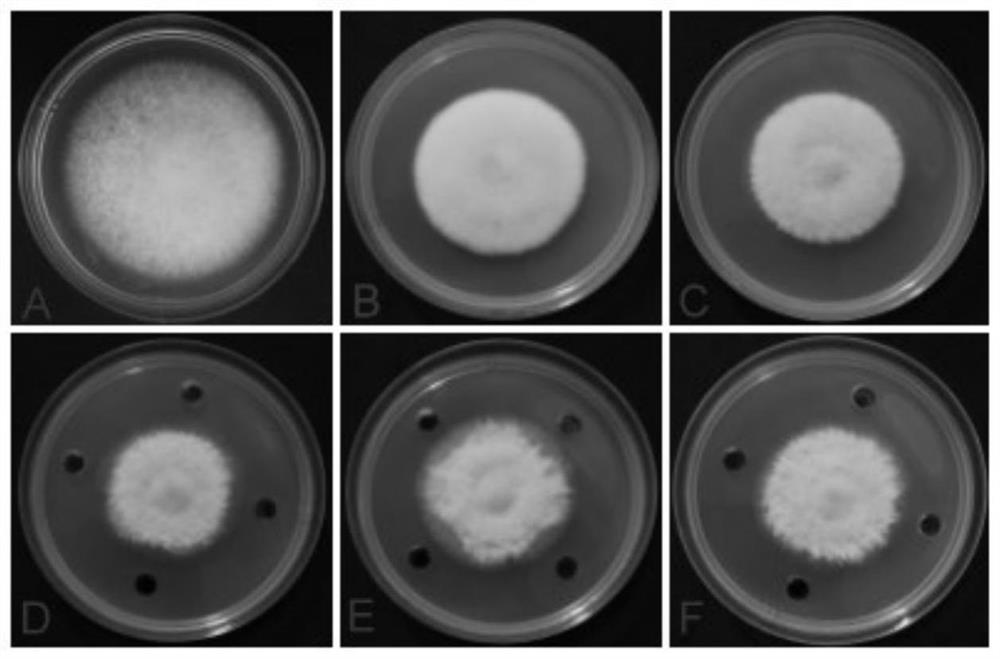 A nano drug preparation and its application in the prevention and control of banana wilt