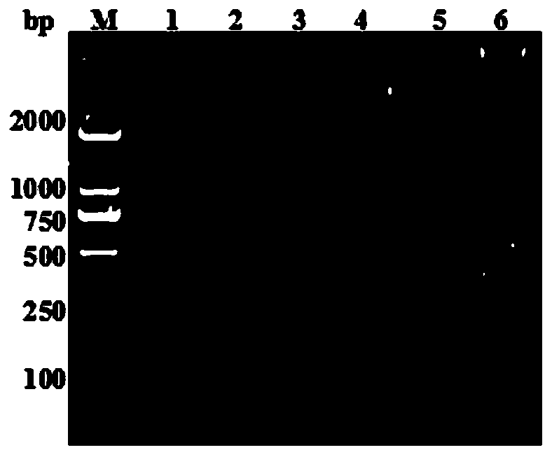 LAMP (Loop-mediated Isothermal Amplification) detection reagent of DHBV (Duck Hepatitis B Virus)