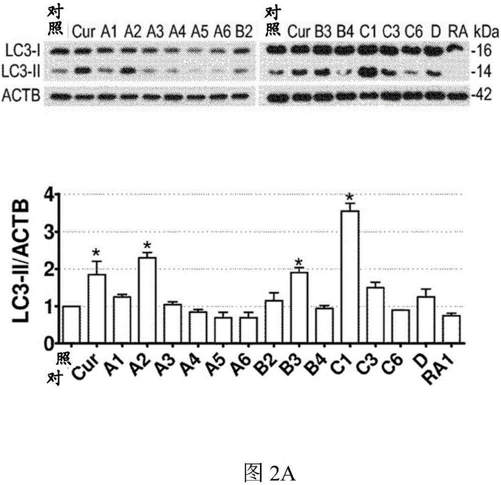 MTOR-independent activator of TFEB for autophagy enhancement and uses thereof