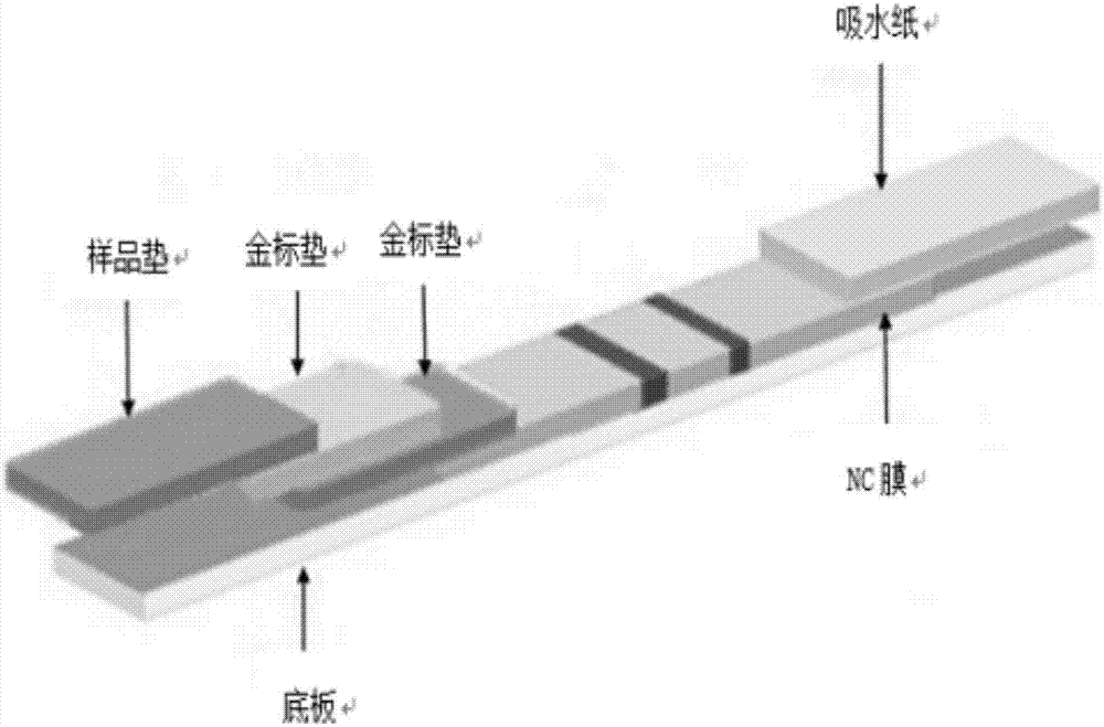 Test strip and kit for detecting HIV antibody