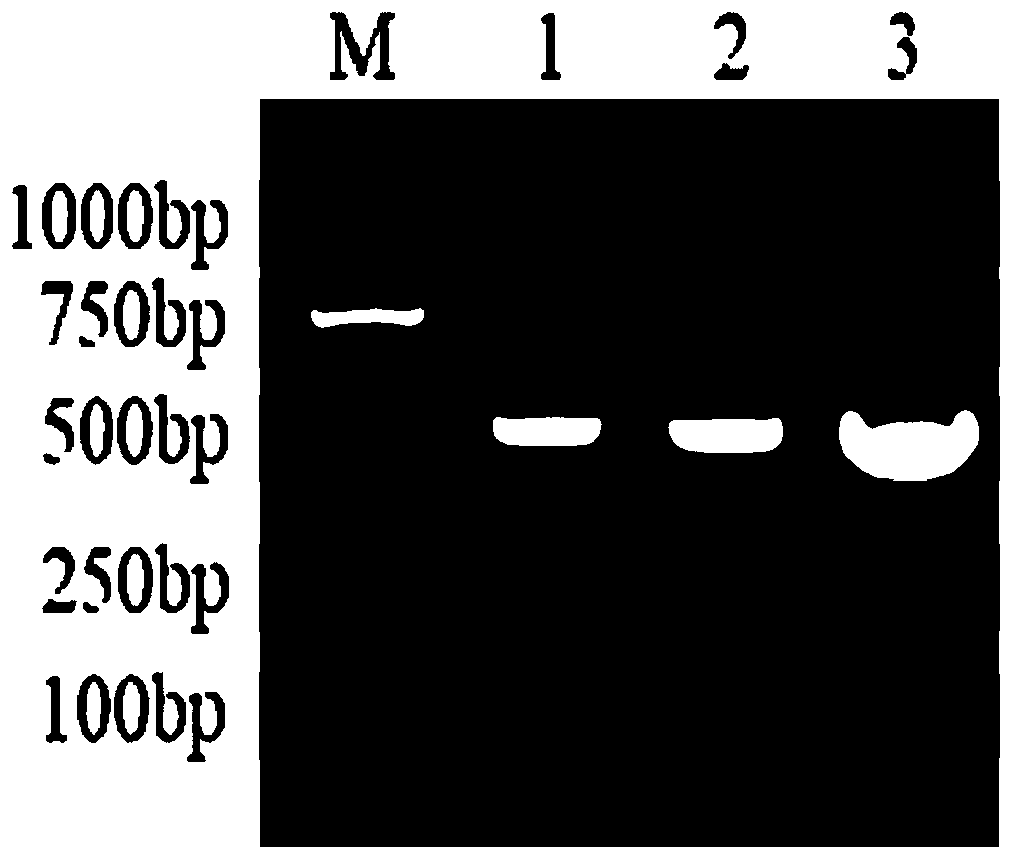 Application of small heat shock protein of sorbus pohuashanensis and method for improving abiotic stress tolerance of plants