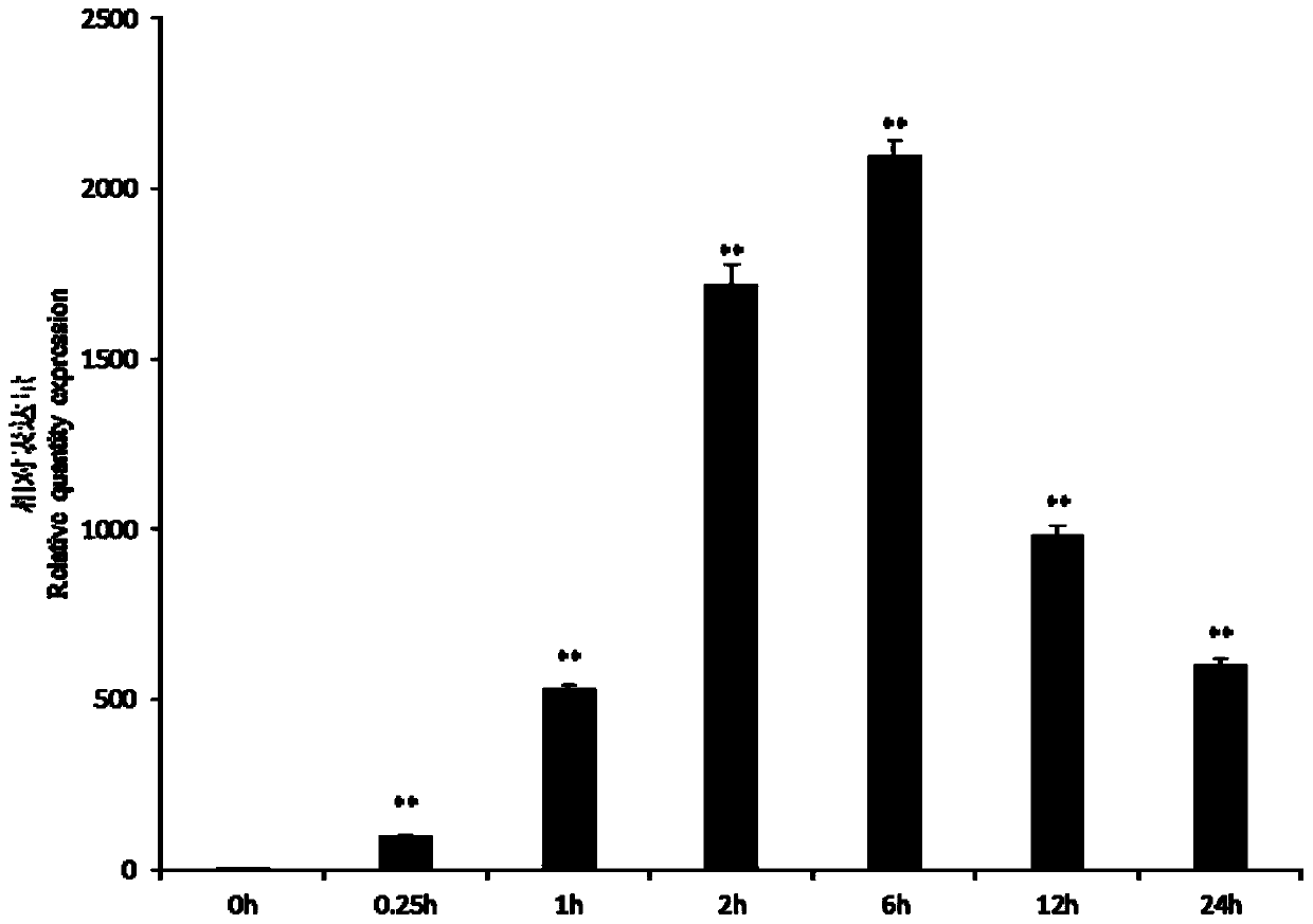 Application of small heat shock protein of sorbus pohuashanensis and method for improving abiotic stress tolerance of plants