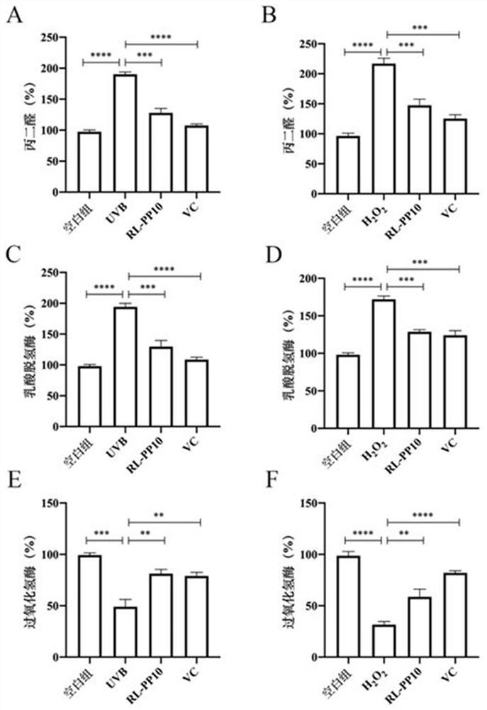 Polypeptide RL-PP10 capable of resisting oxidative damage and protecting skin and application thereof