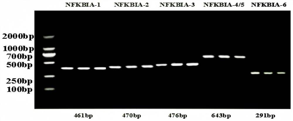 Molecular markers related to cashmere fineness traits and their detection primers and applications