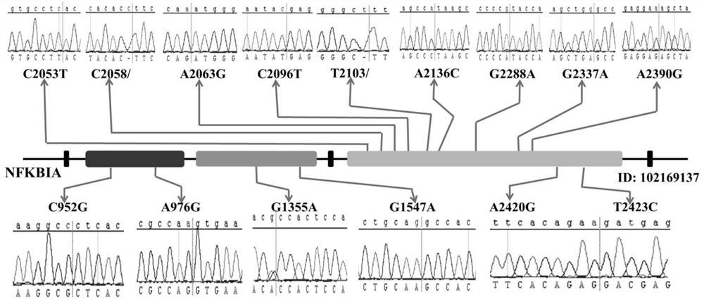 Molecular markers related to cashmere fineness traits and their detection primers and applications