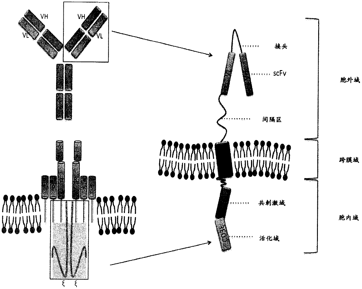 Chimeric antigen receptor and car-t cells that bind bcma