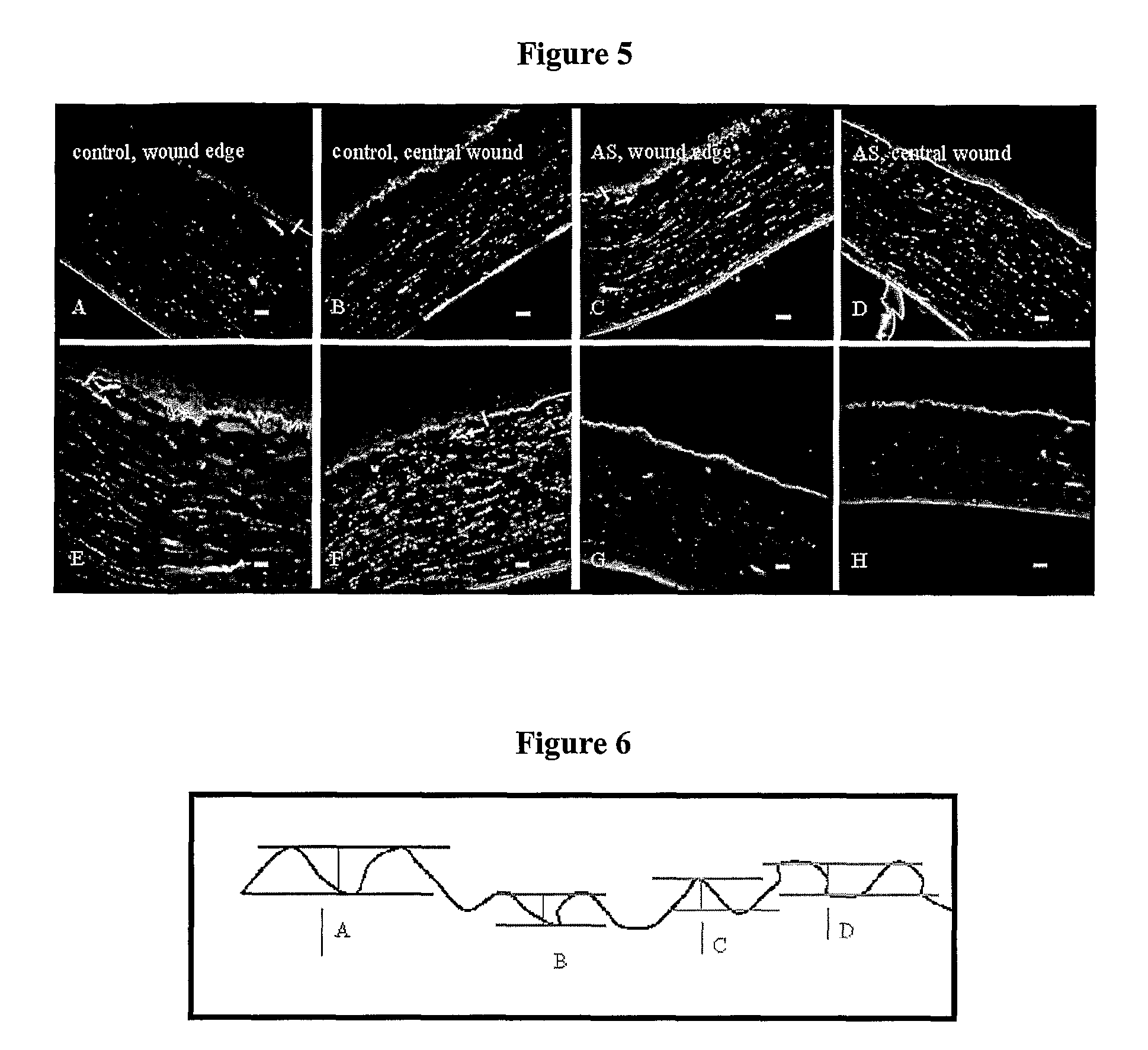 Antisense compounds targeted to connexins and methods of use thereof