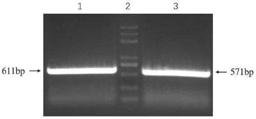 Construction and application of A19 Brucella VjbR deletion mutant strain