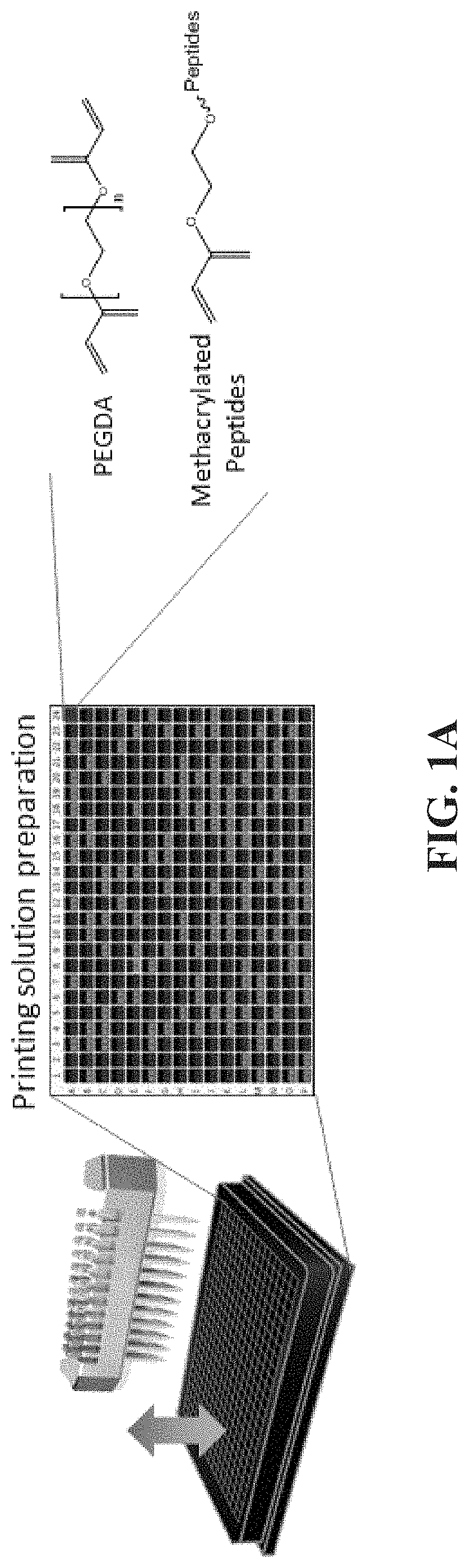 Bi-functional arginine-glycine-aspartic acid (RGD) peptides and methods to promote angiogenesis