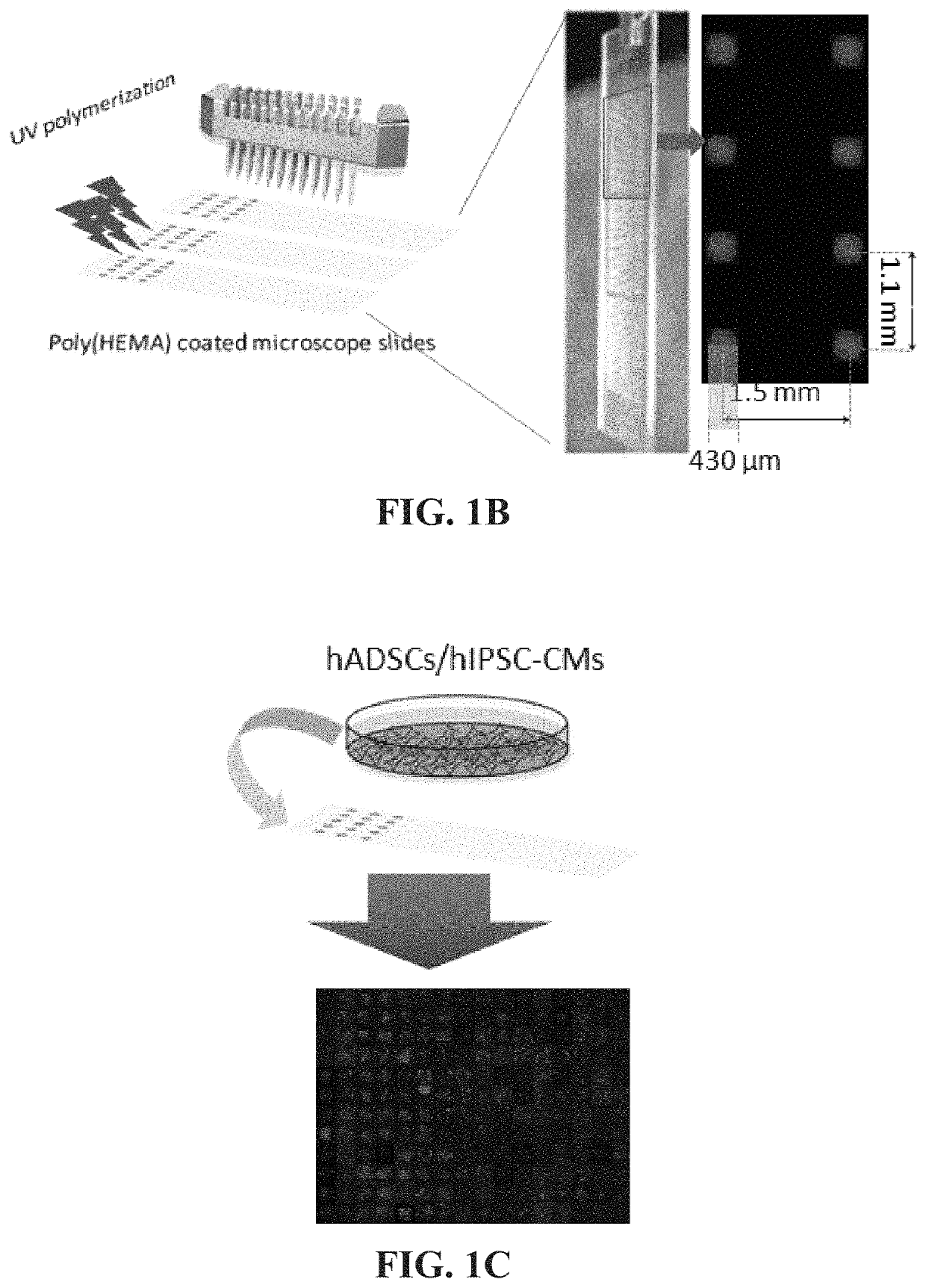 Bi-functional arginine-glycine-aspartic acid (RGD) peptides and methods to promote angiogenesis