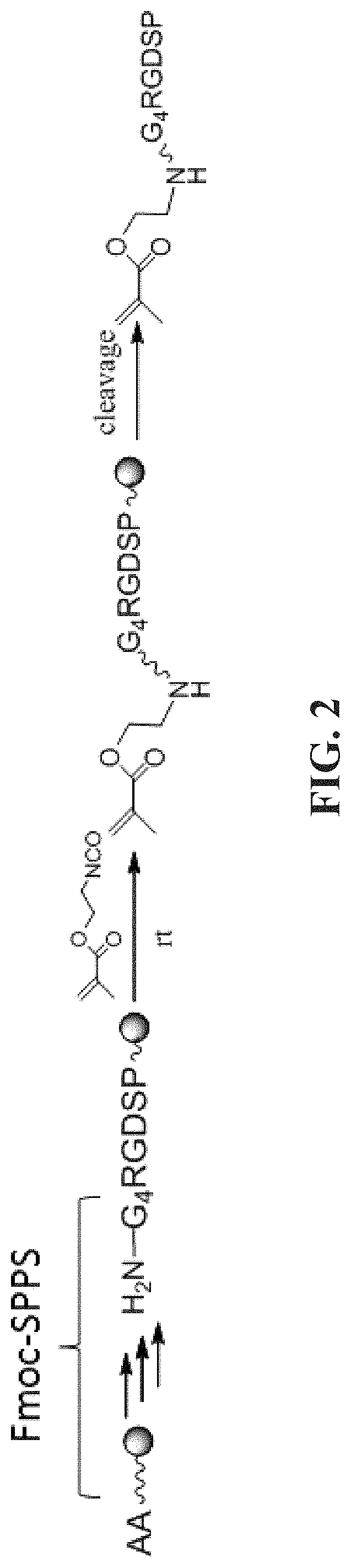 Bi-functional arginine-glycine-aspartic acid (RGD) peptides and methods to promote angiogenesis