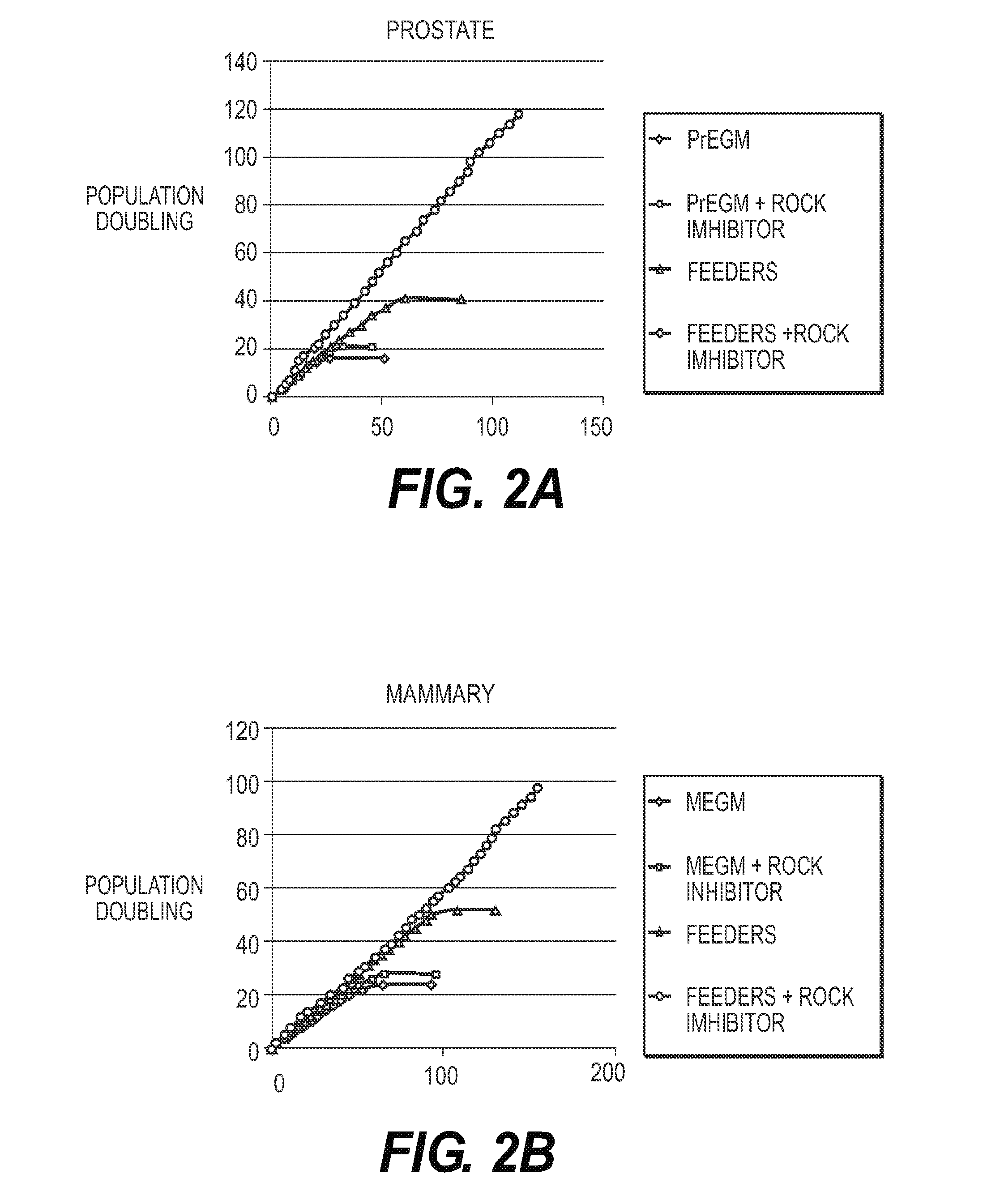 Immortalization of Epithelial Cells and Methods of Use