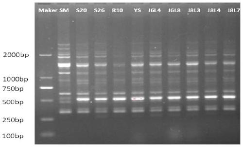 High-temperature-resistance stropharia rugosoannulata strain and application thereof