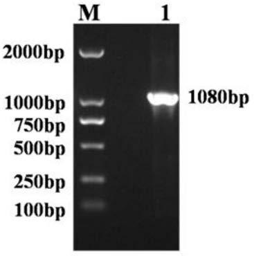 Construction method of toxoplasma gondii SAG2 gene and MIC3 gene recombinant adenovirus, recombinant adenovirus and application