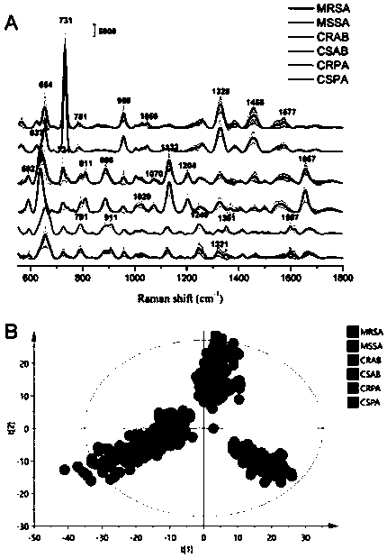 Magnetic microsphere and preparation method thereof, and microorganism detection method