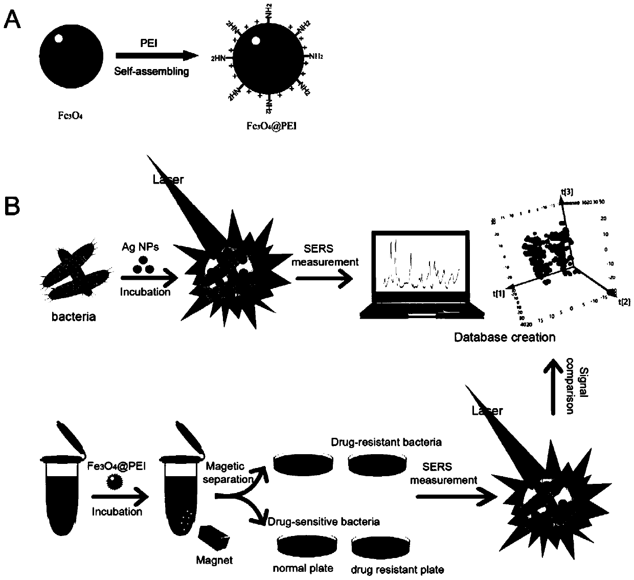 Magnetic microsphere and preparation method thereof, and microorganism detection method