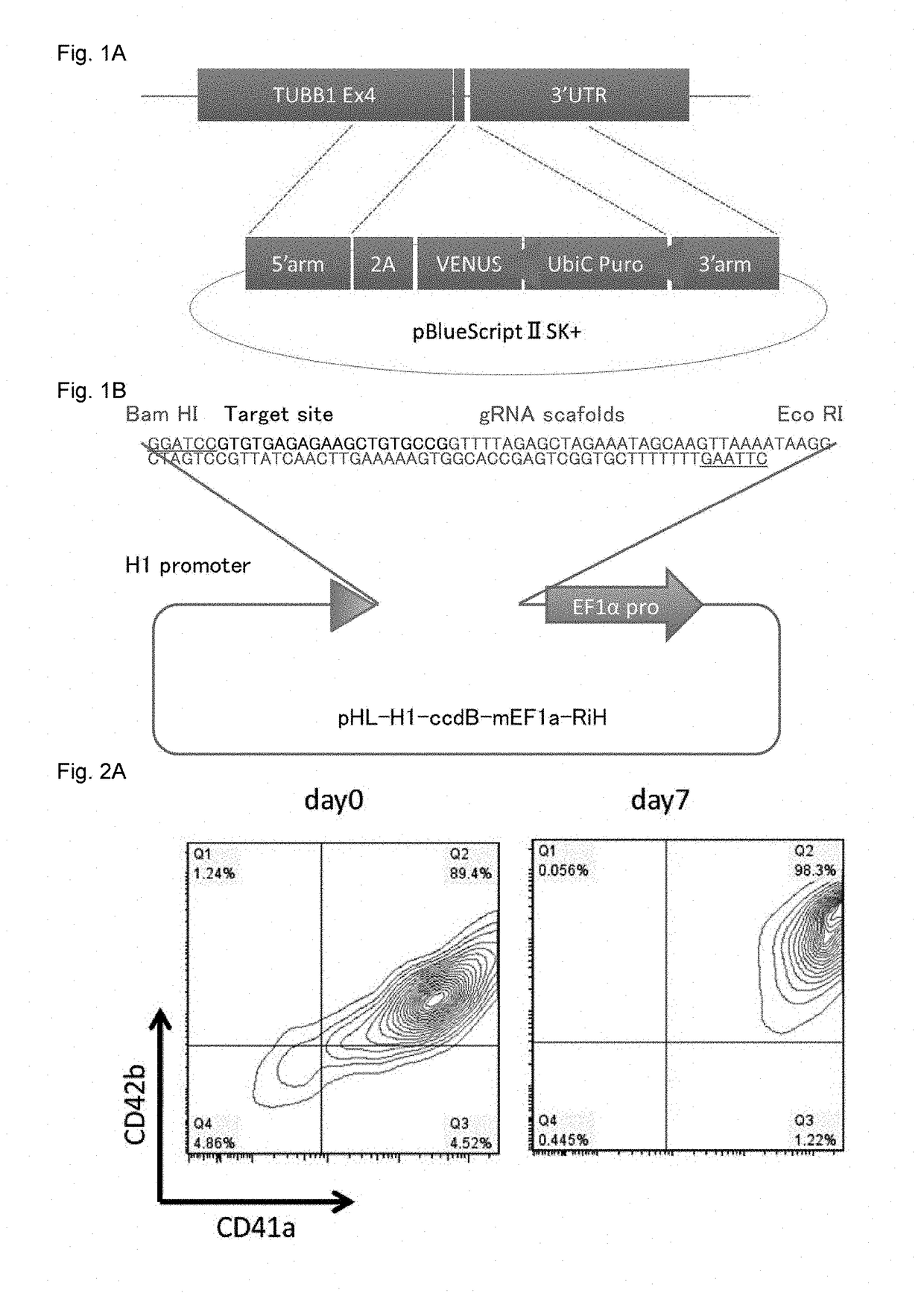 Platelet Production Promoter and Method of Producing Platelets Using Same