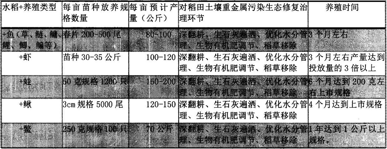 Method of ecologically restoring heavy meatal contamination of soil by ricefield integrated breeding-planting technique