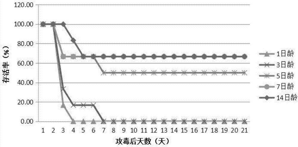 Coxsackievirus B5 CV-B5 and application thereof in preparing infectious animal models and kits