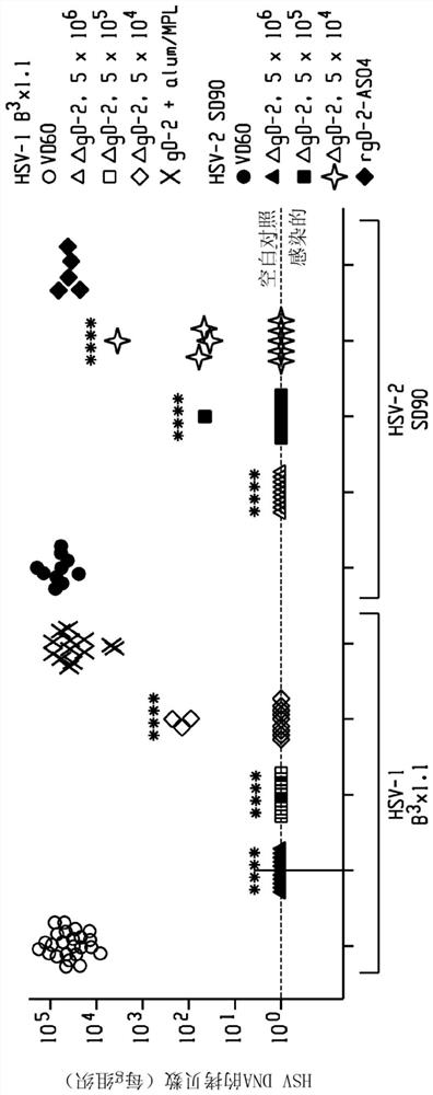 Method of enhancing antibody-dependent cell-mediated cytotoxicity (ADCC)