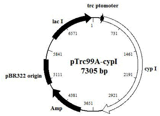 Bacillus megaterium ALA2 cytochrome P450 enzyme gene and methods of recombinant plasmid construction and enzyme purification