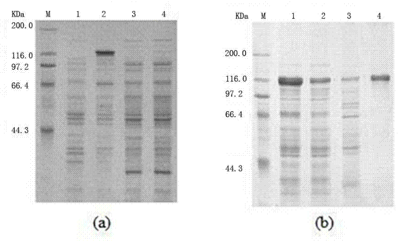 Bacillus megaterium ALA2 cytochrome P450 enzyme gene and methods of recombinant plasmid construction and enzyme purification