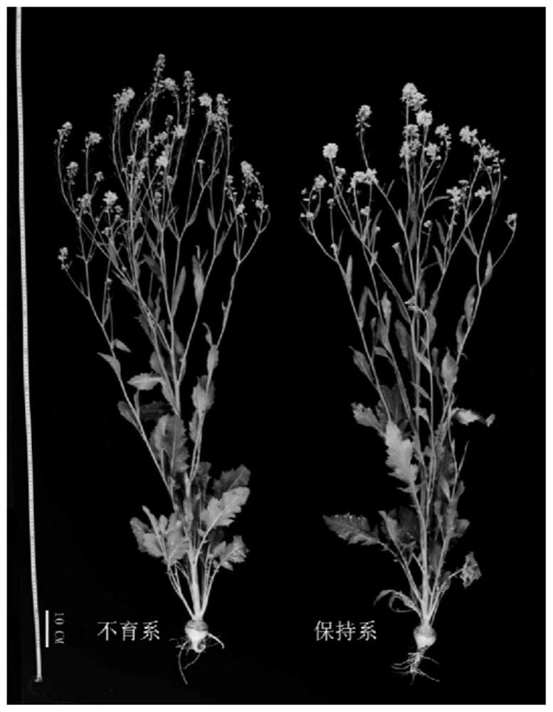 Method for breeding male sterile line of Haiyan brassica napobrassica and application