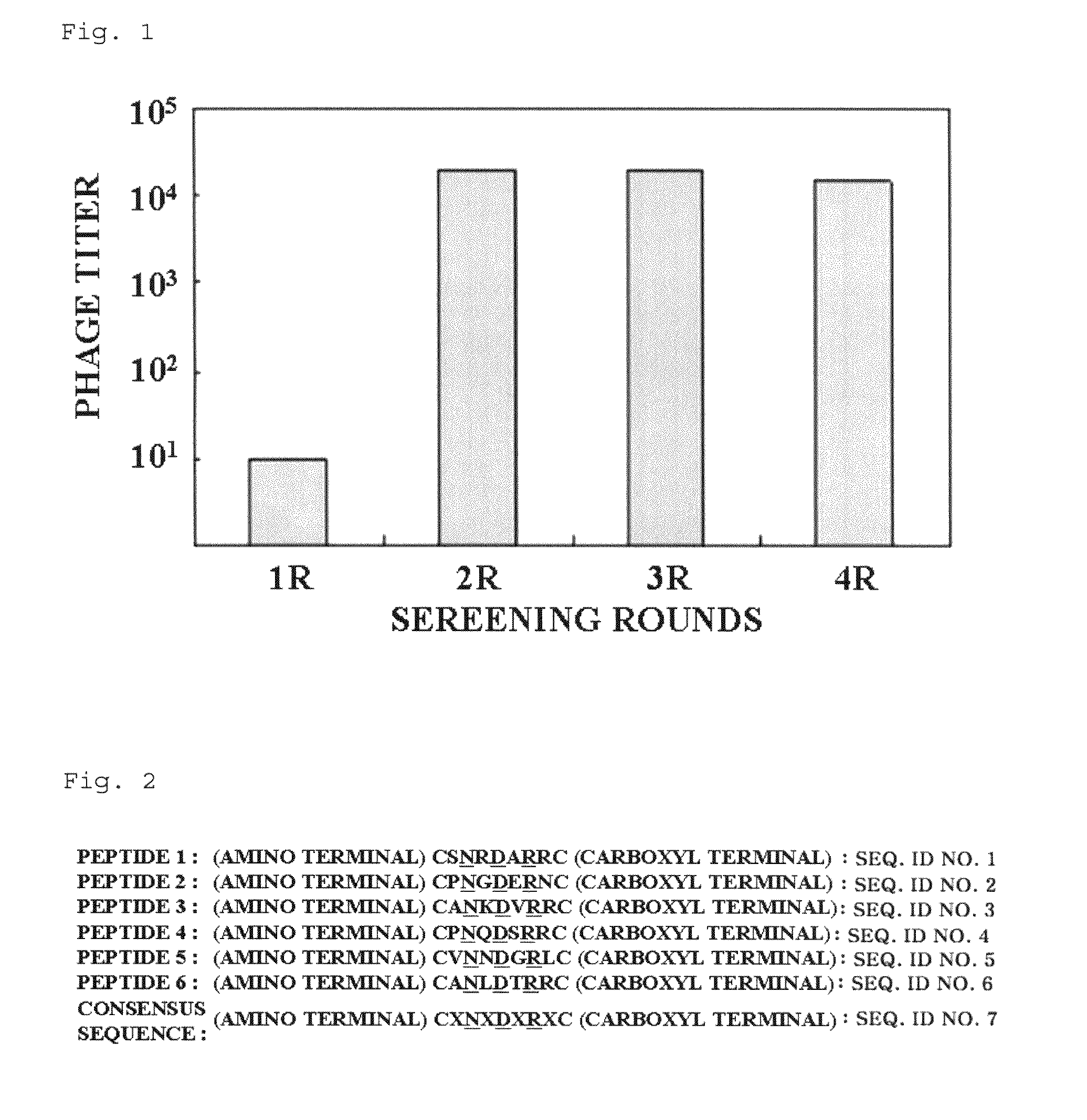 Bladder tumor-targeting peptide and use thereof