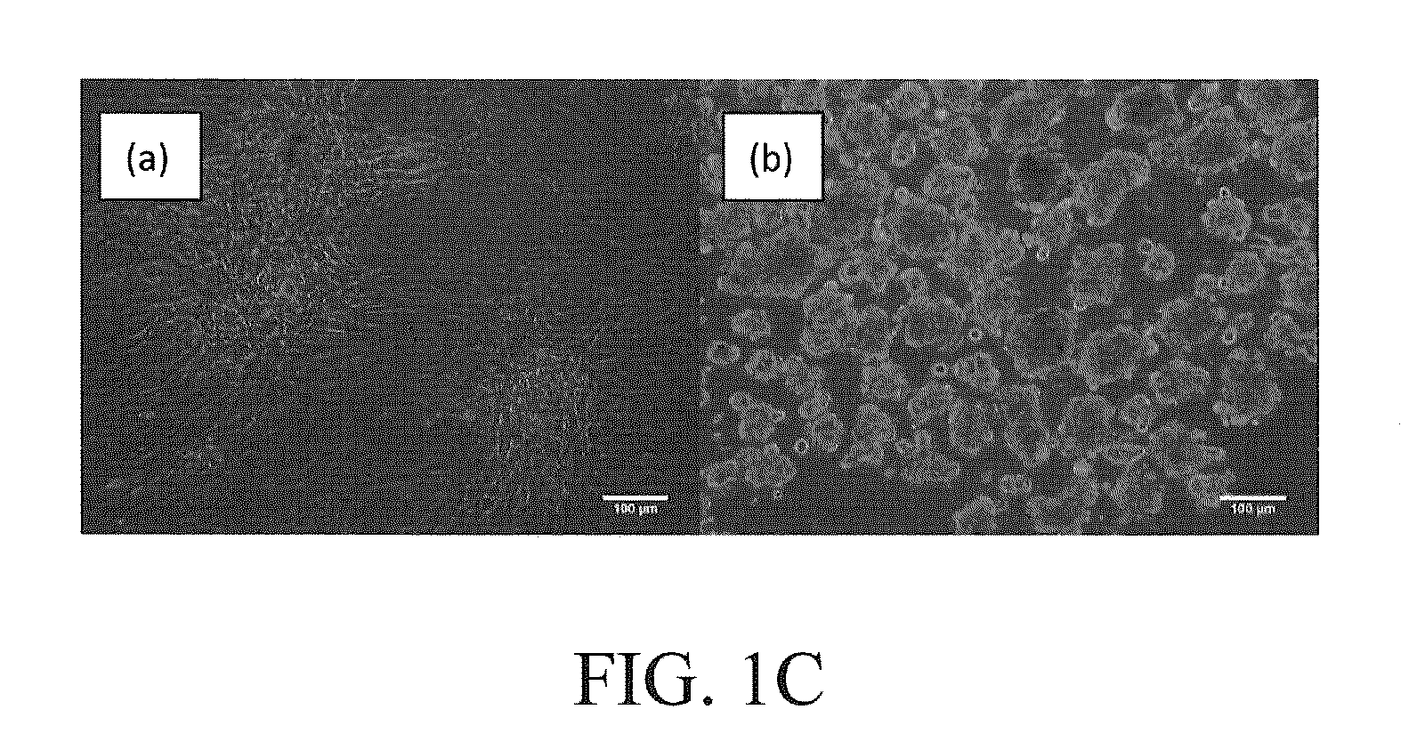 Method for inducing spheroid formation of adipose-derived stem cells and trans-differentiation into neural lineage