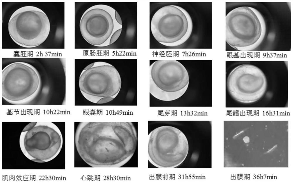 Cryopreservation technology for culter alburnus sperms