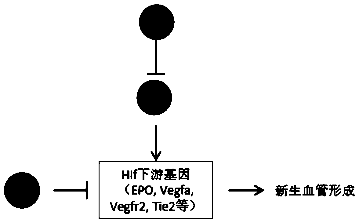 Construction method of retinal angiomatous proliferation (RAP) and/or retinal capillary hemangioma (RCH) model