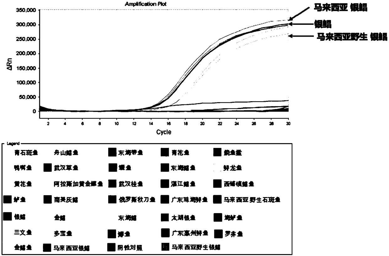 Primer and probe for identification of sturgeon based on quantitative real time polymerase chain reaction (PCR) as well as detection reagent kit and detection method thereof