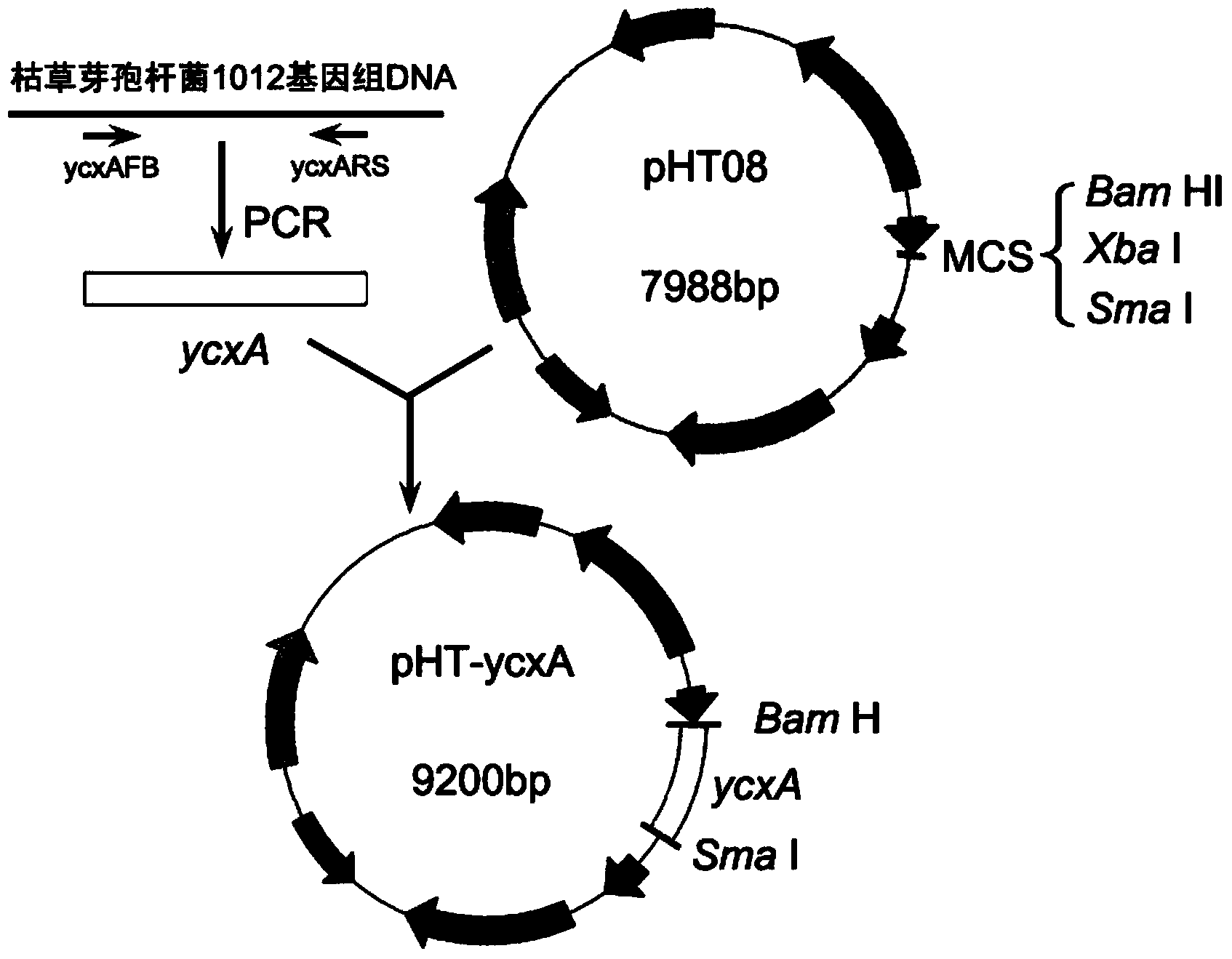 Engineering bacterium for highly expressing lipopeptide biosurfactant and application thereof