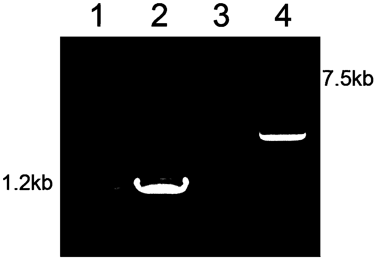 Engineering bacterium for highly expressing lipopeptide biosurfactant and application thereof